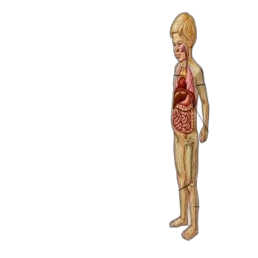 3d render, concept art, pixel art, cartoon transparent PNG cut-out
