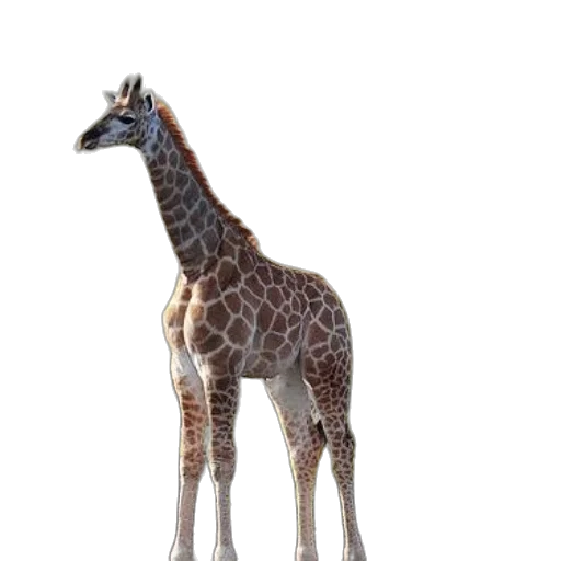 animal, creature, staff, weapon transparent PNG cut-out
