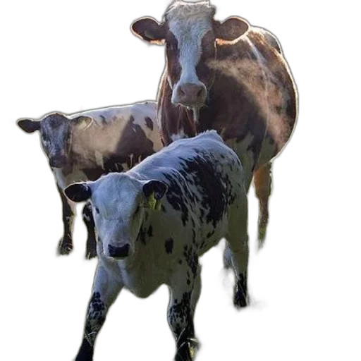animal, creature, jewelry, staff transparent PNG cut-out