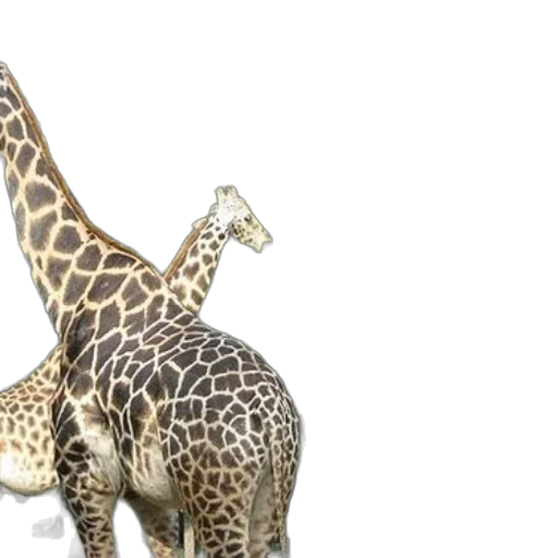 animal, 3d render, photorealistic, concept art transparent PNG cut-out