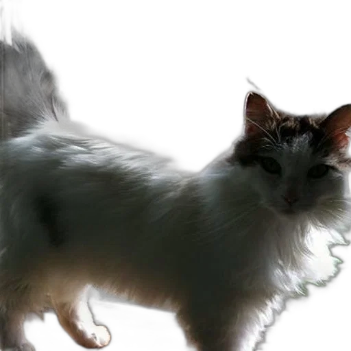 animal, creature, hair, staff transparent PNG cut-out