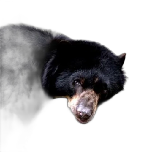 animal, creature, staff, face transparent PNG cut-out