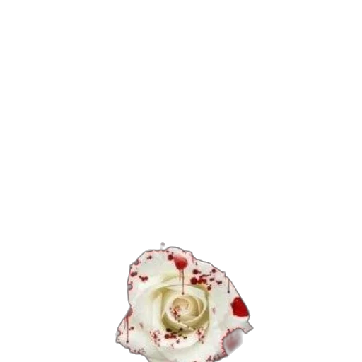 jewelry, food, flower, crown transparent PNG cut-out