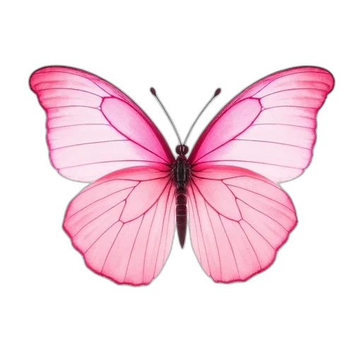 animal, flower, jewelry, creature transparent PNG cut-out