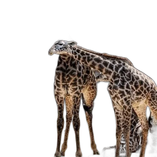 animal, creature, photorealistic, 3d render transparent PNG cut-out
