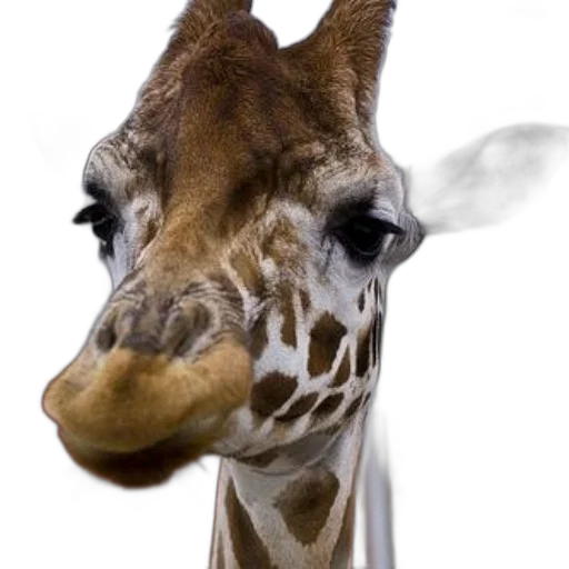 animal, face, creature, mask transparent PNG cut-out