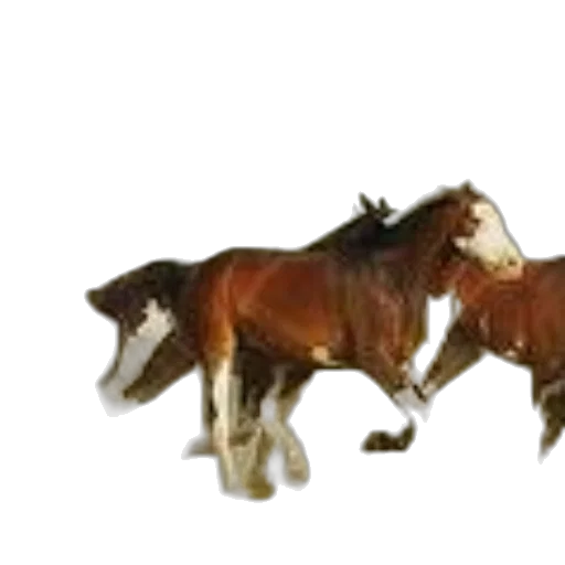 animal, staff, furniture, jewelry transparent PNG cut-out
