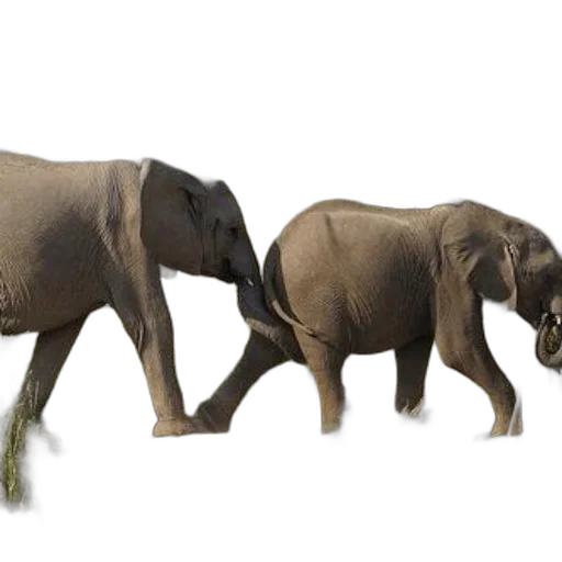 animal, creature, concept art, photorealistic transparent PNG cut-out