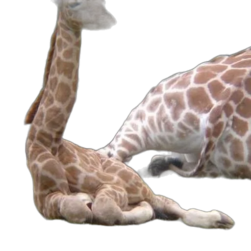 animal, creature, 3d render, photorealistic transparent PNG cut-out