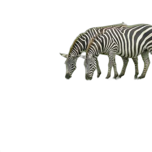 animal, creature, weapon, hat transparent PNG cut-out