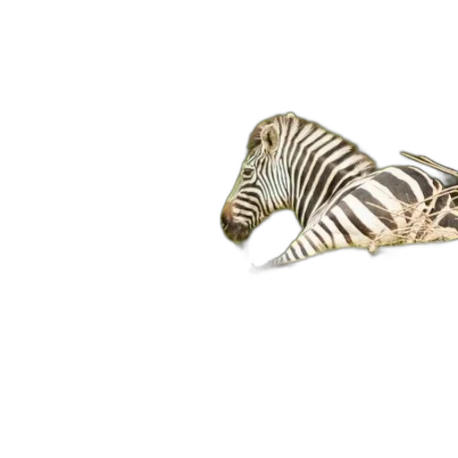 jewelry, animal, shoes, creature transparent PNG cut-out