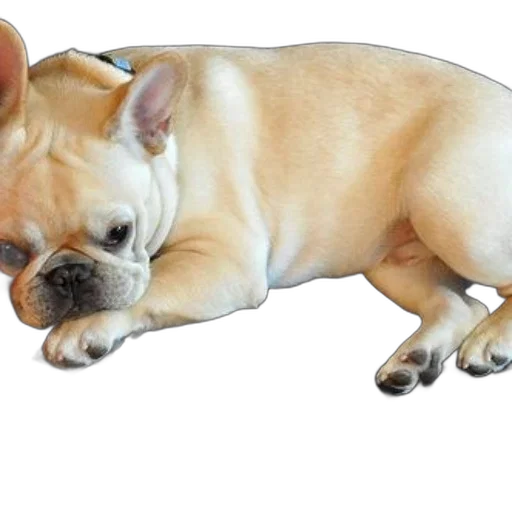 animal, creature, staff, photorealistic transparent PNG cut-out