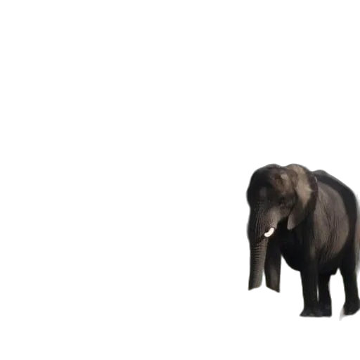 animal, creature, staff, hair transparent PNG cut-out