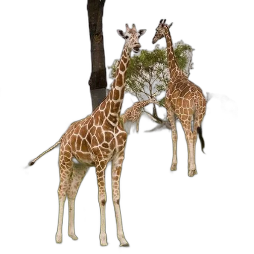 animal, staff, creature, tree transparent PNG cut-out