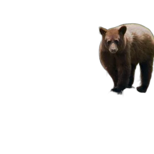 animal, creature, hair, staff transparent PNG cut-out