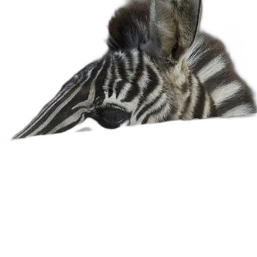 animal, creature, hat, hair transparent PNG cut-out