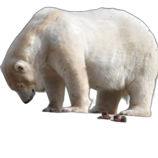 animal, creature, food, face transparent PNG cut-out