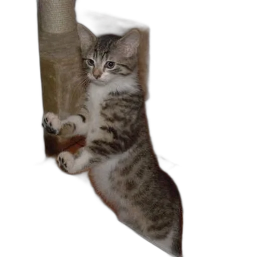 shoes, staff, animal, weapon transparent PNG cut-out