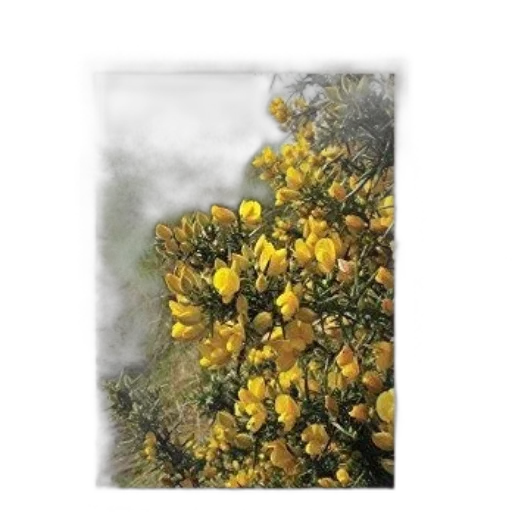 tree, flower, crown, hair transparent PNG cut-out