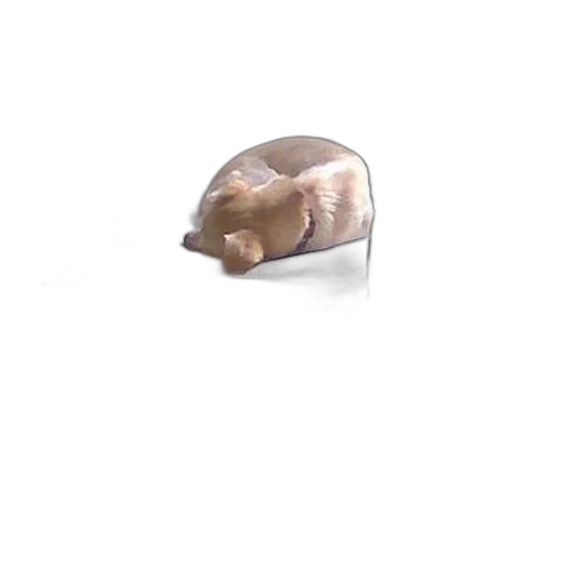 animal, jewelry, hat, creature transparent PNG cut-out