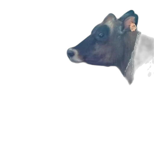 animal, creature, face, staff transparent PNG cut-out