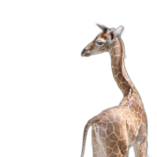 animal, creature, dragon, dress transparent PNG cut-out