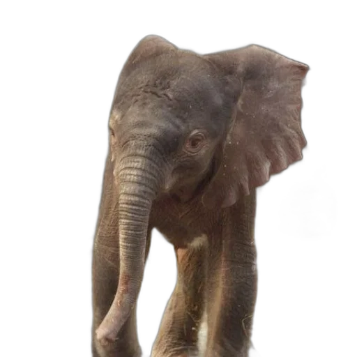 animal, creature, staff, face transparent PNG cut-out