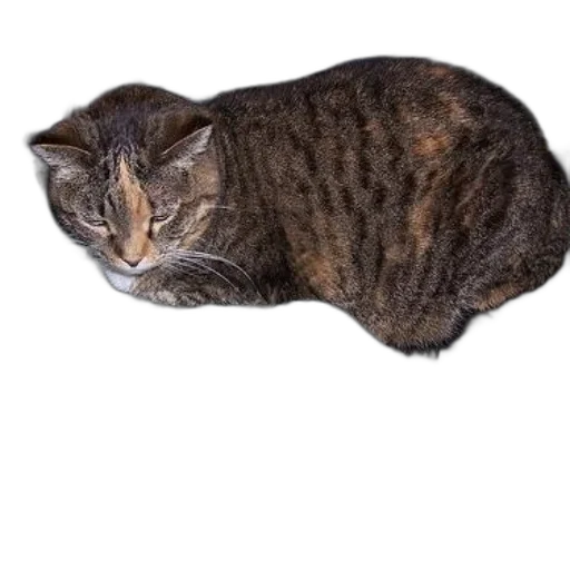 animal, creature, hat, staff transparent PNG cut-out