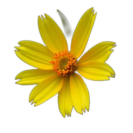 flower, crown, staff, jewelry transparent PNG cut-out