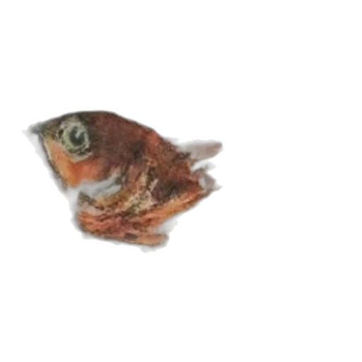 animal, face, creature, mask transparent PNG cut-out