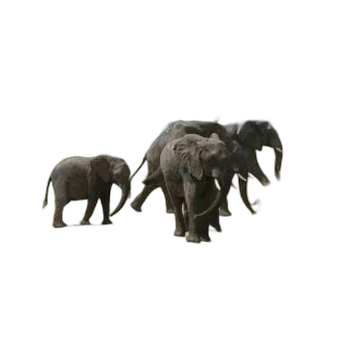 animal, creature, jewelry, weapon transparent PNG cut-out