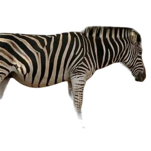 animal, furniture, creature, shoes transparent PNG cut-out