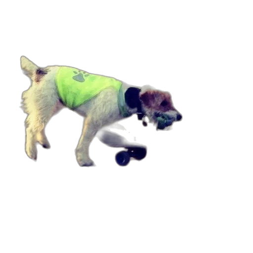 animal, staff, creature, weapon transparent PNG cut-out