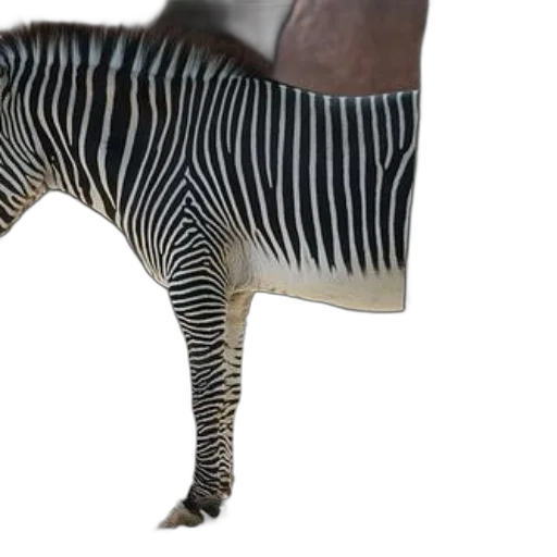 animal, shoes, furniture, creature transparent PNG cut-out