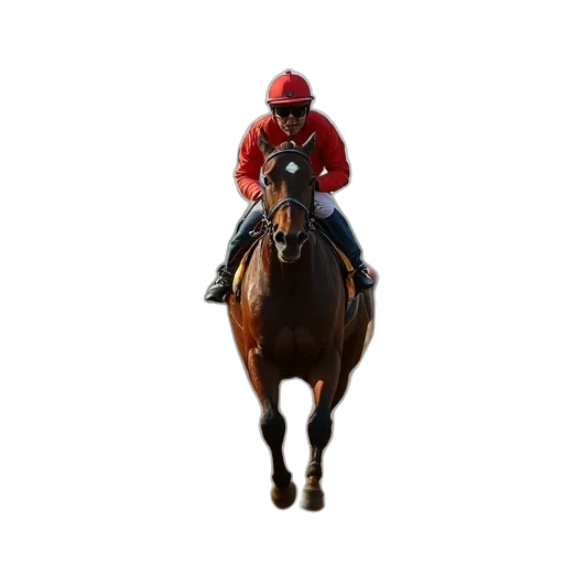 animal, jockey, rides, his transparent PNG cut-out
