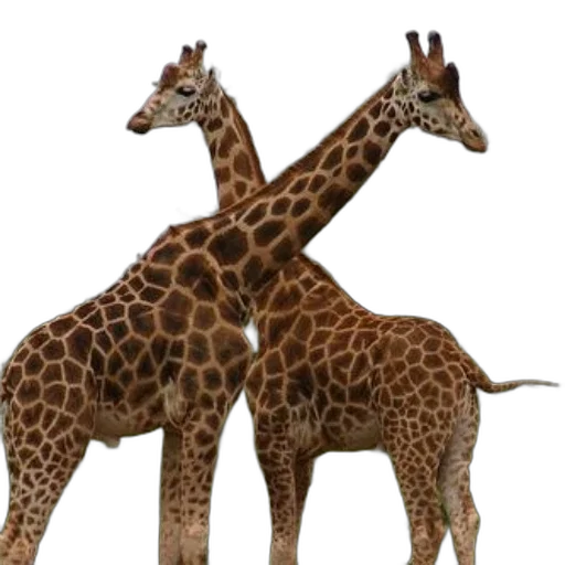 animal, creature, 3d render, concept art transparent PNG cut-out