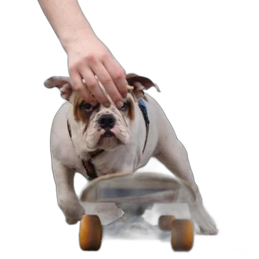 staff, animal, photorealistic, bulldog transparent PNG cut-out