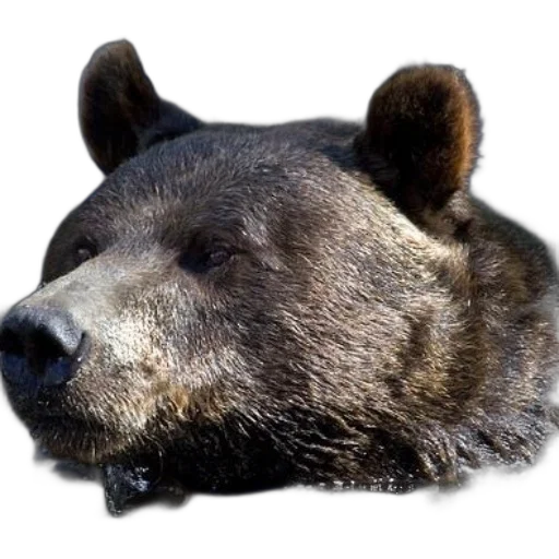 animal, creature, face, mask transparent PNG cut-out