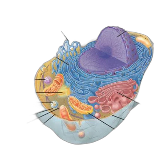 detailed, diagram, animal, cell transparent PNG cut-out