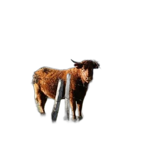 animal, creature, hair, weapon transparent PNG cut-out