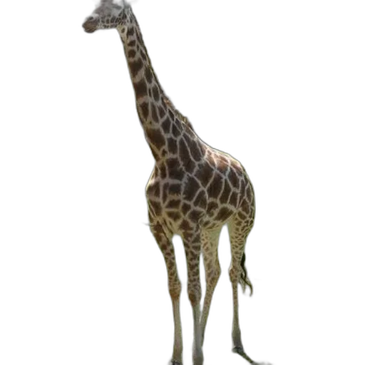 animal, creature, staff, hat transparent PNG cut-out