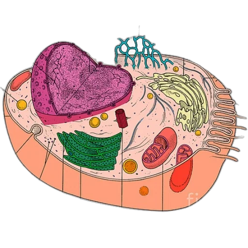 food, jewelry, hair, concept art transparent PNG cut-out