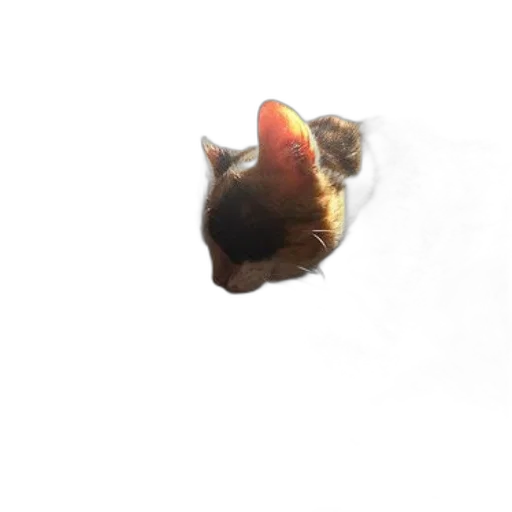 animal, creature, face, dragon transparent PNG cut-out