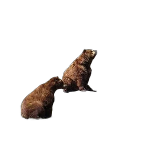 animal, creature, food, hair transparent PNG cut-out