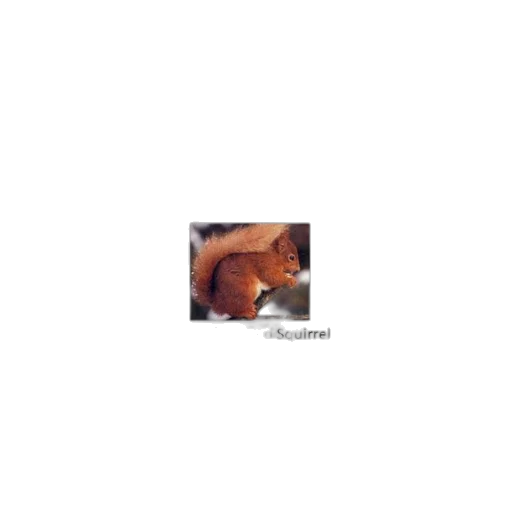animal, creature, hat, face transparent PNG cut-out