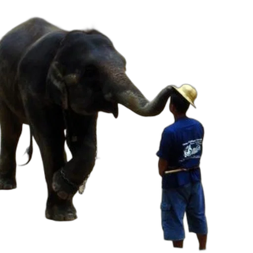 animal, staff, person, blue transparent PNG cut-out