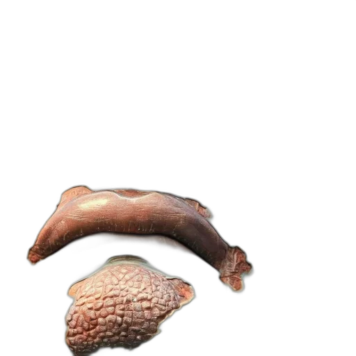 food, animal, shoes, creature transparent PNG cut-out