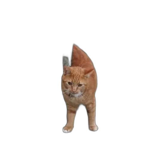 hat, staff, animal, creature transparent PNG cut-out