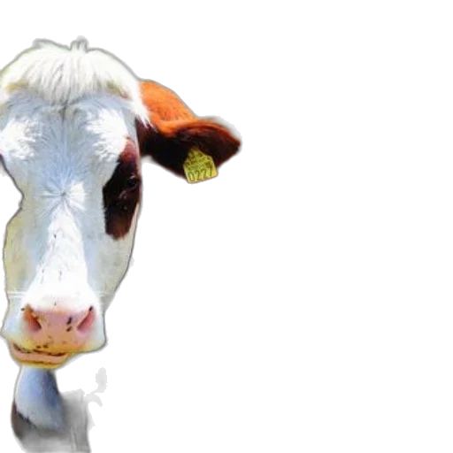 animal, face, food, creature transparent PNG cut-out