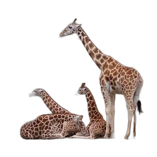 animal, photorealistic, concept art, three transparent PNG cut-out